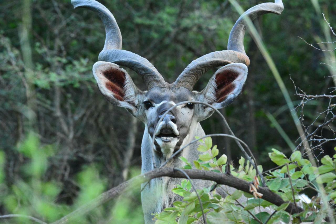 Bona Ngwenya Lodge & Safaris Marloth Park Exterior foto